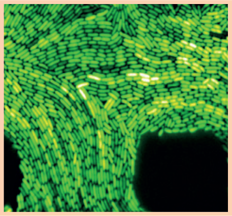 Symbiotische bacteriën